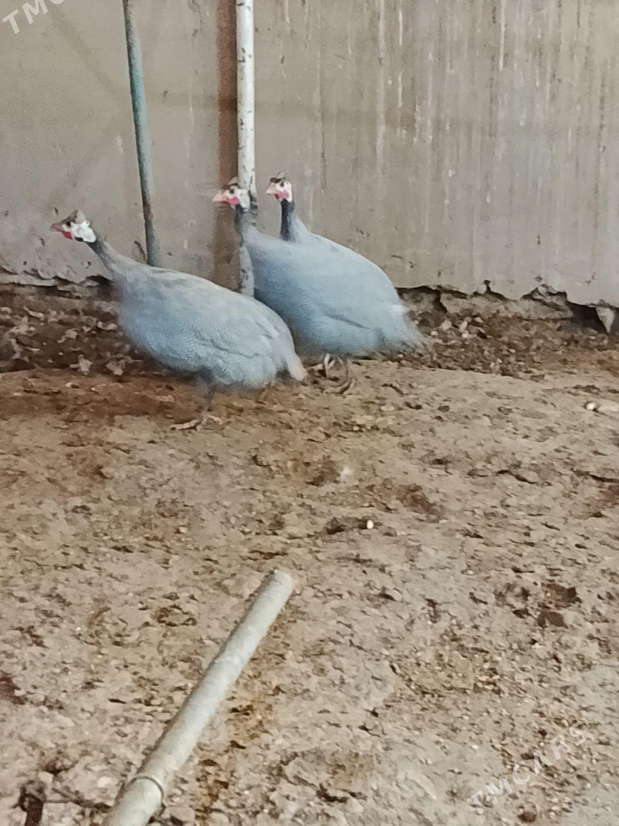 sizarka - Гызыларбат - img 2