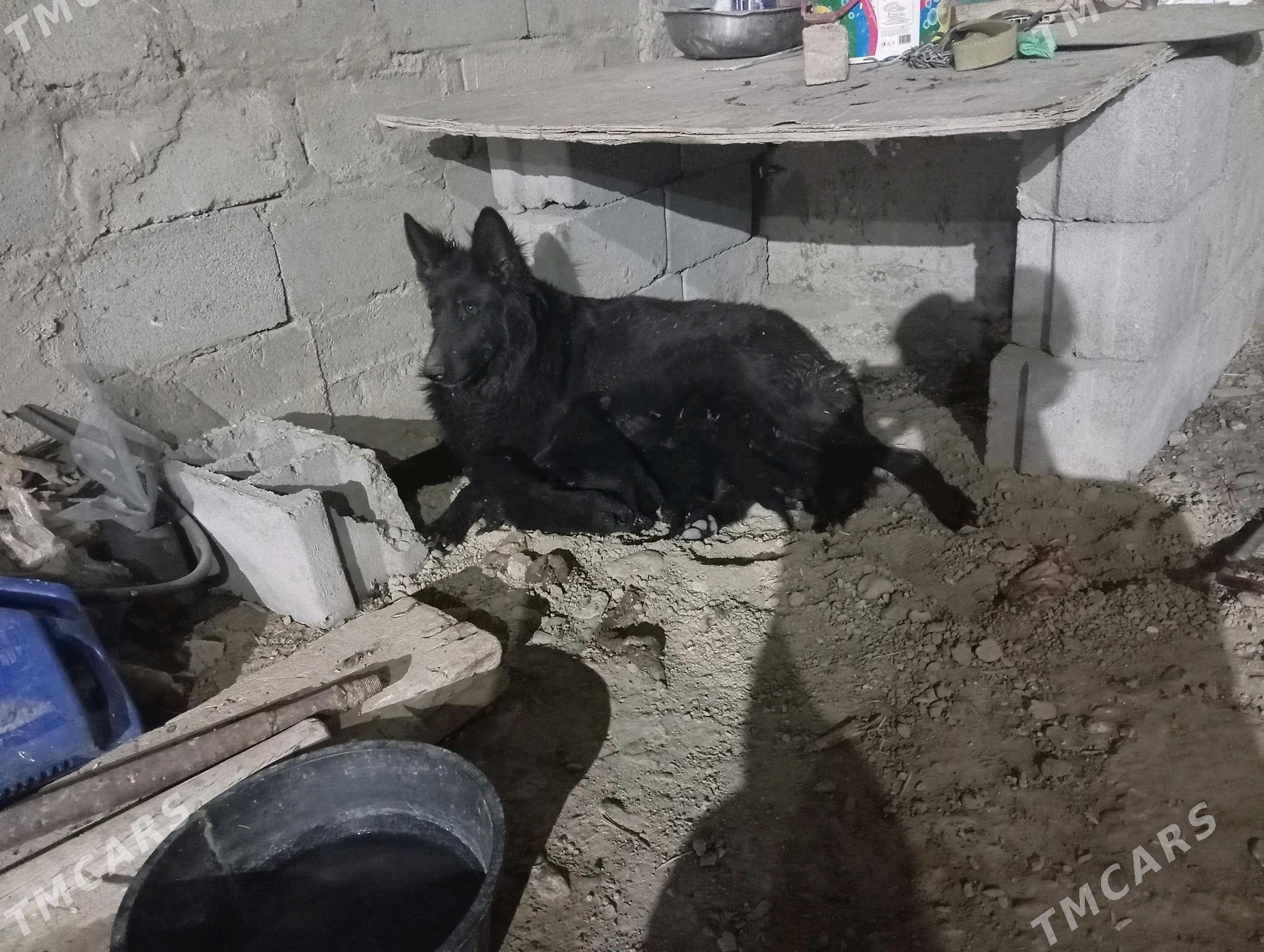 It Awcarka - Гызыларбат - img 3