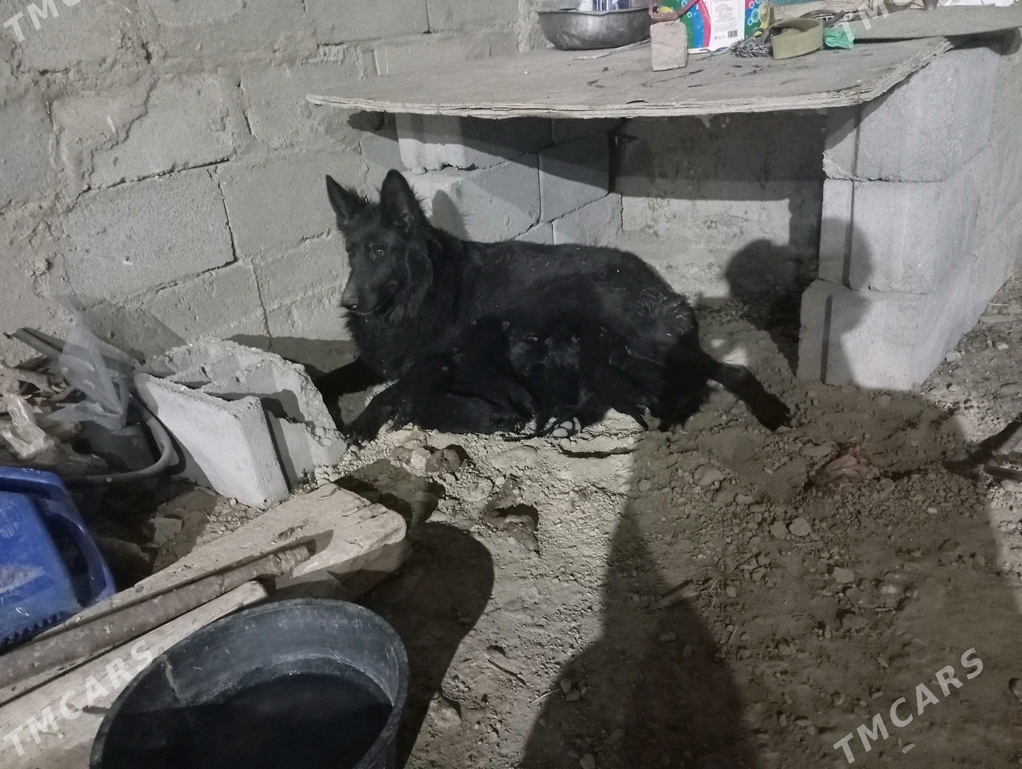 It Awcarka - Гызыларбат - img 2