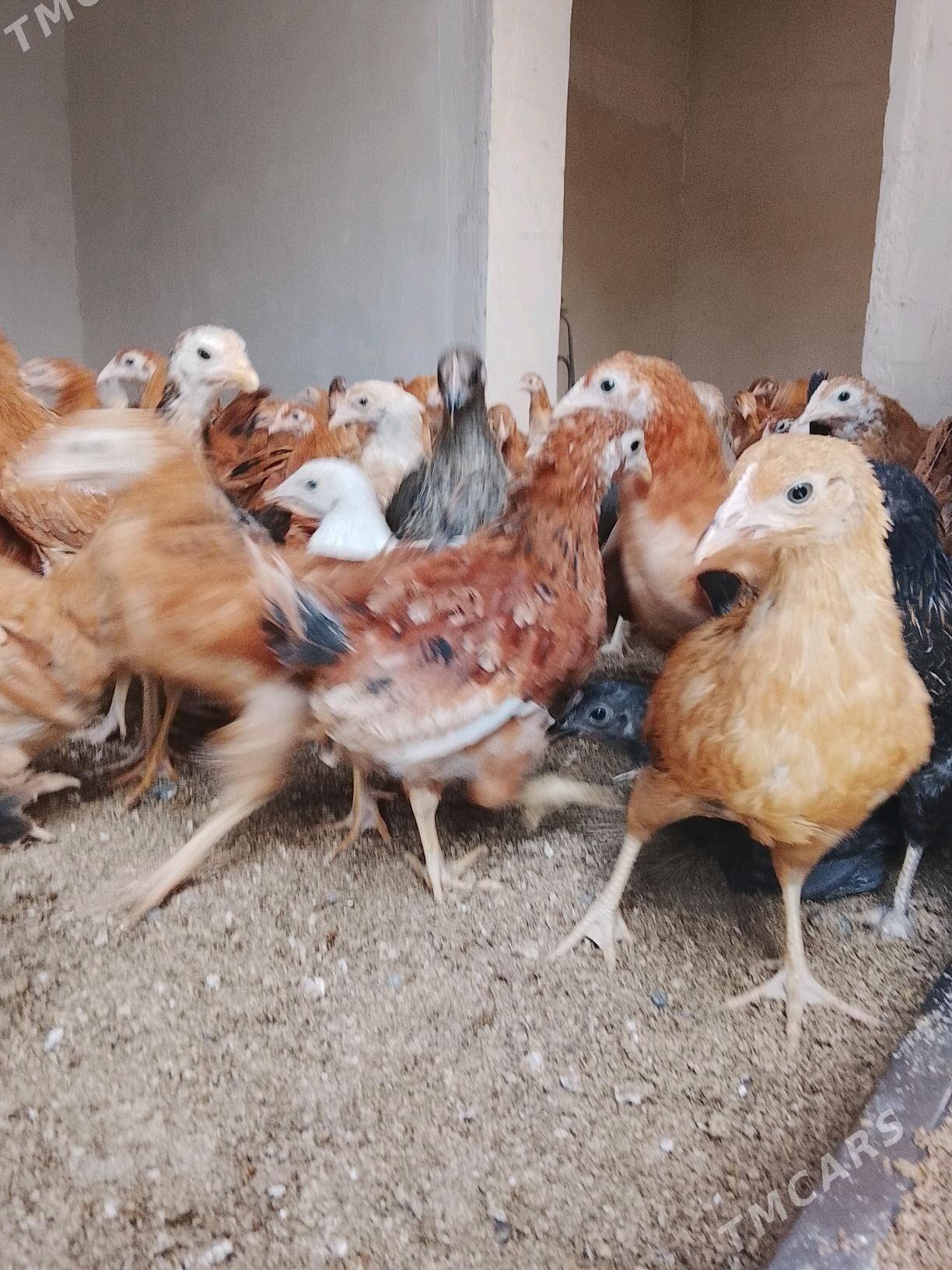 jüýje - Гёкдепе - img 2