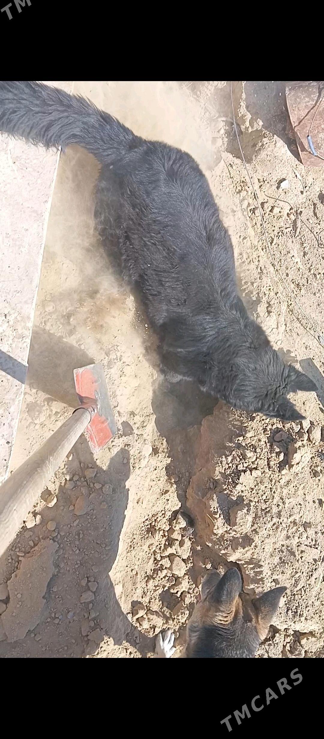 It Awcarka - Гызыларбат - img 4