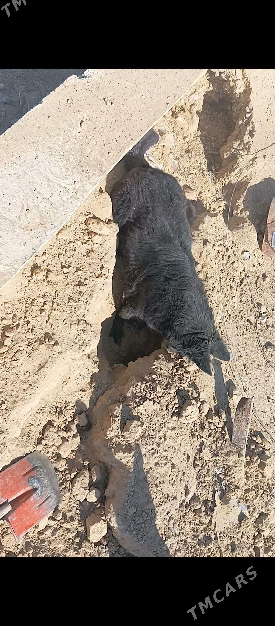 It Awcarka - Гызыларбат - img 5