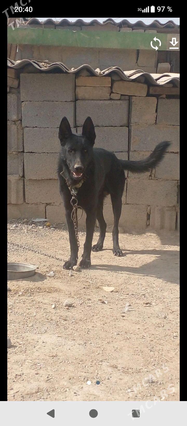 авчаока.  немис - Анев - img 2