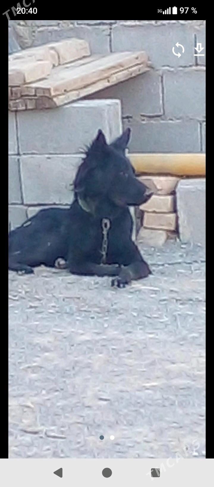 авчаока.  немис - Анев - img 1