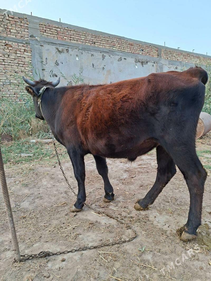 okuz - Яшлык - img 2