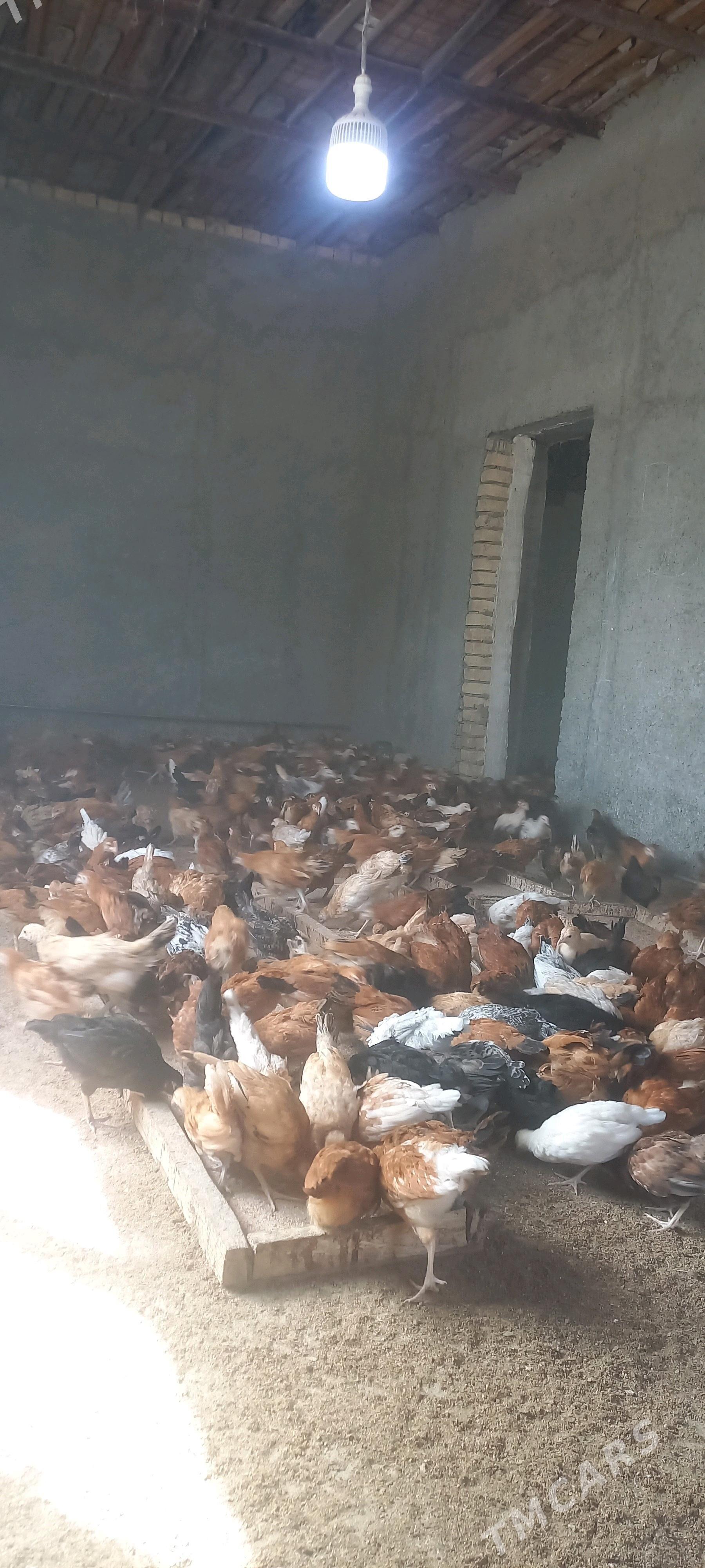 juyje - Ашхабад - img 2