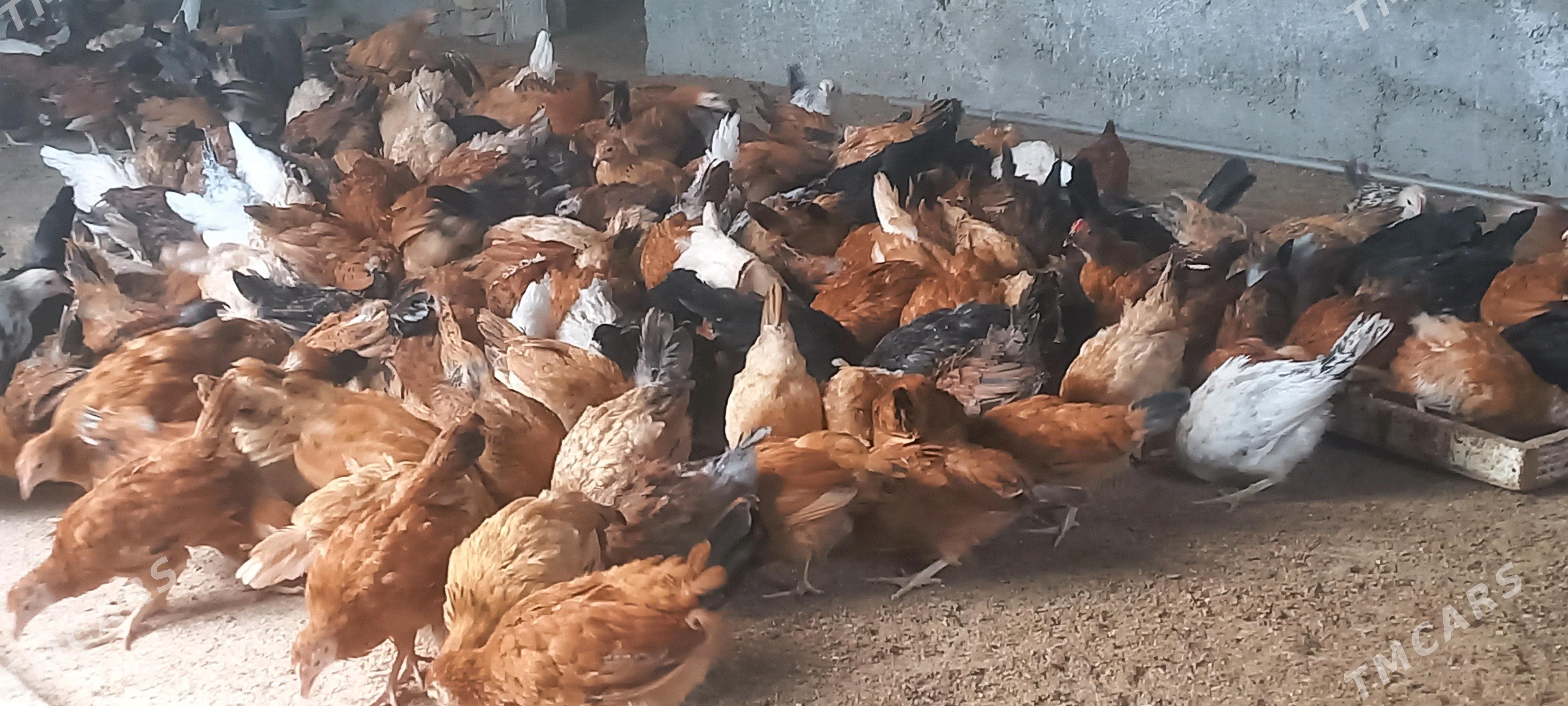 juyje - Ашхабад - img 1