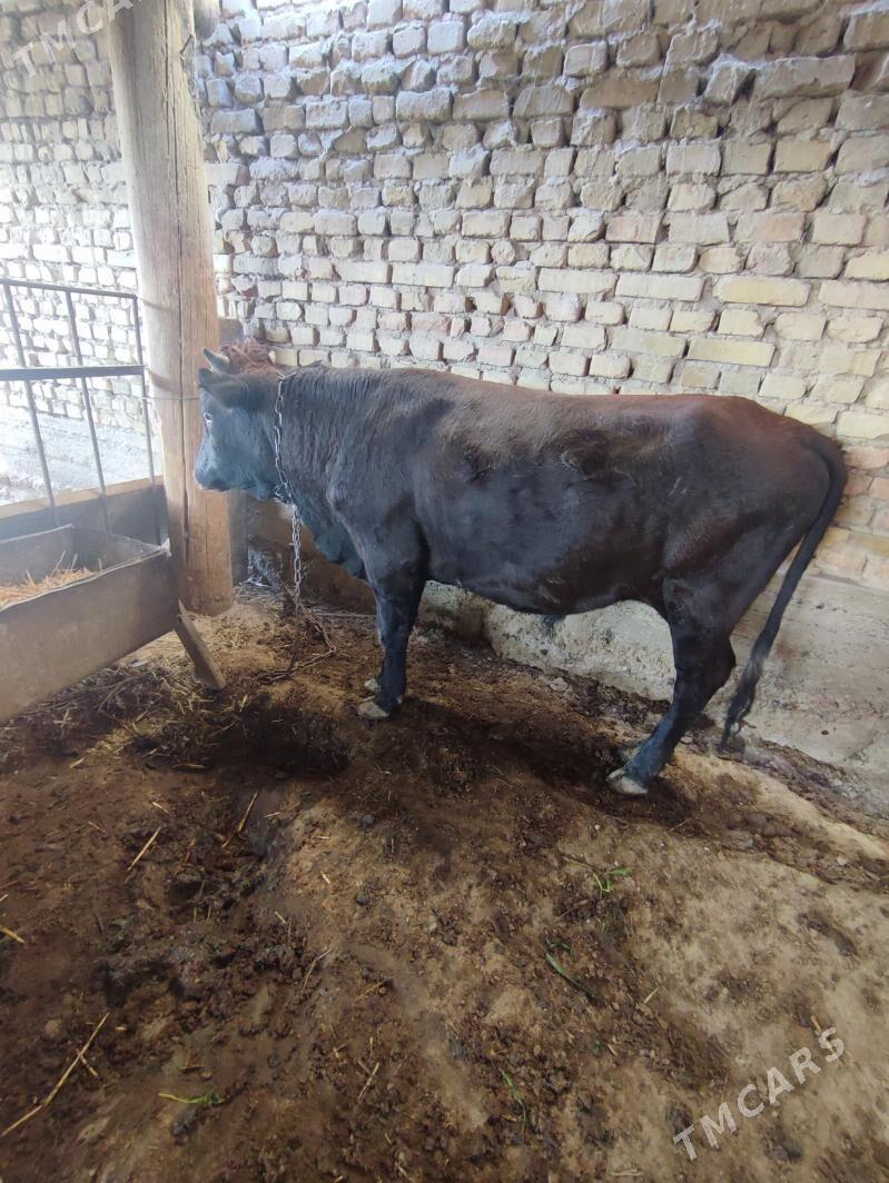 Ökuz - Кака - img 3