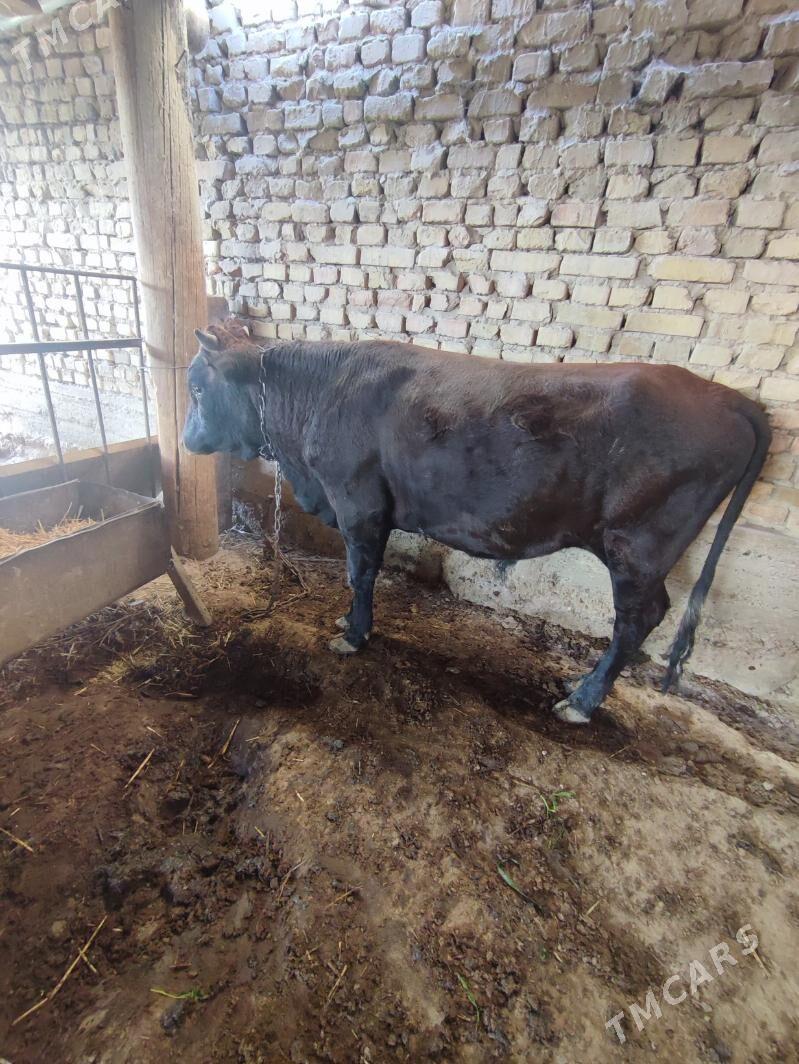 Ökuz - Кака - img 2