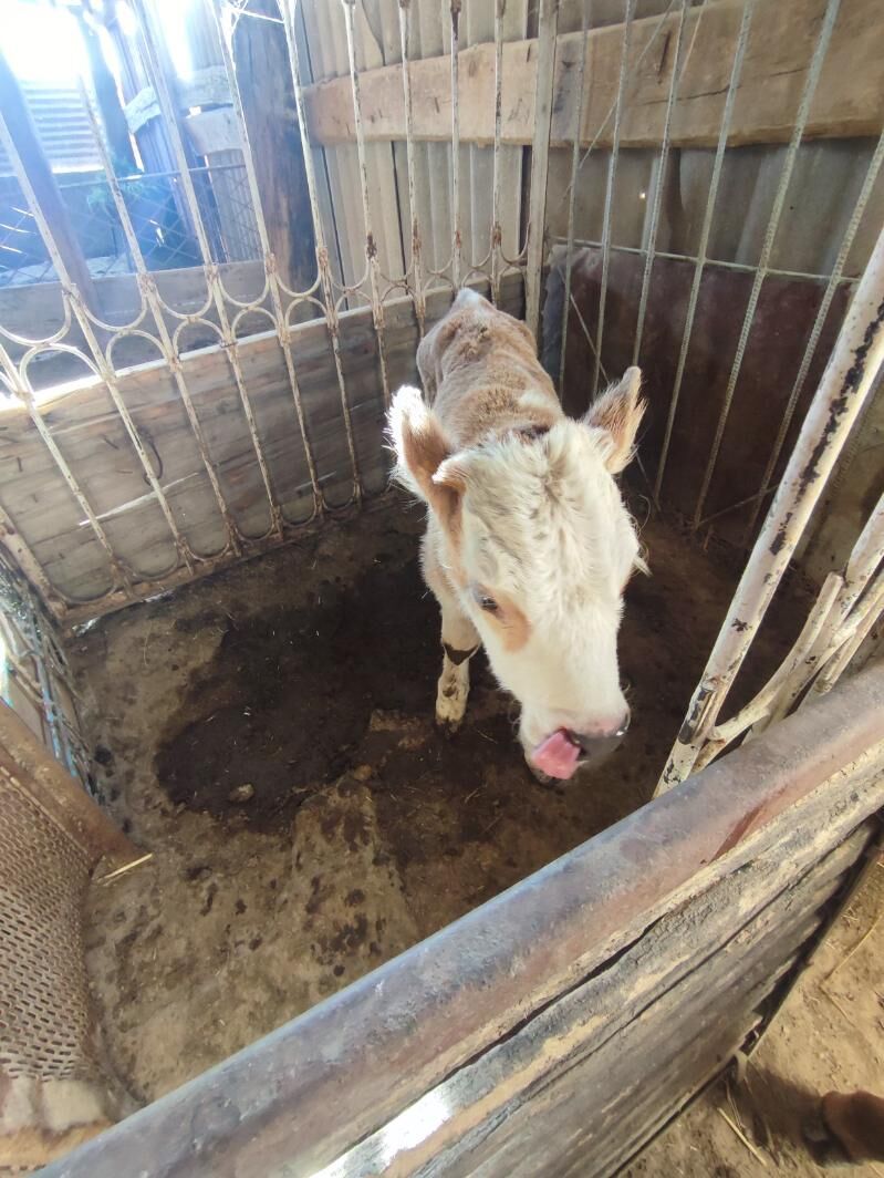 Göleli Sygyr - Кака - img 6