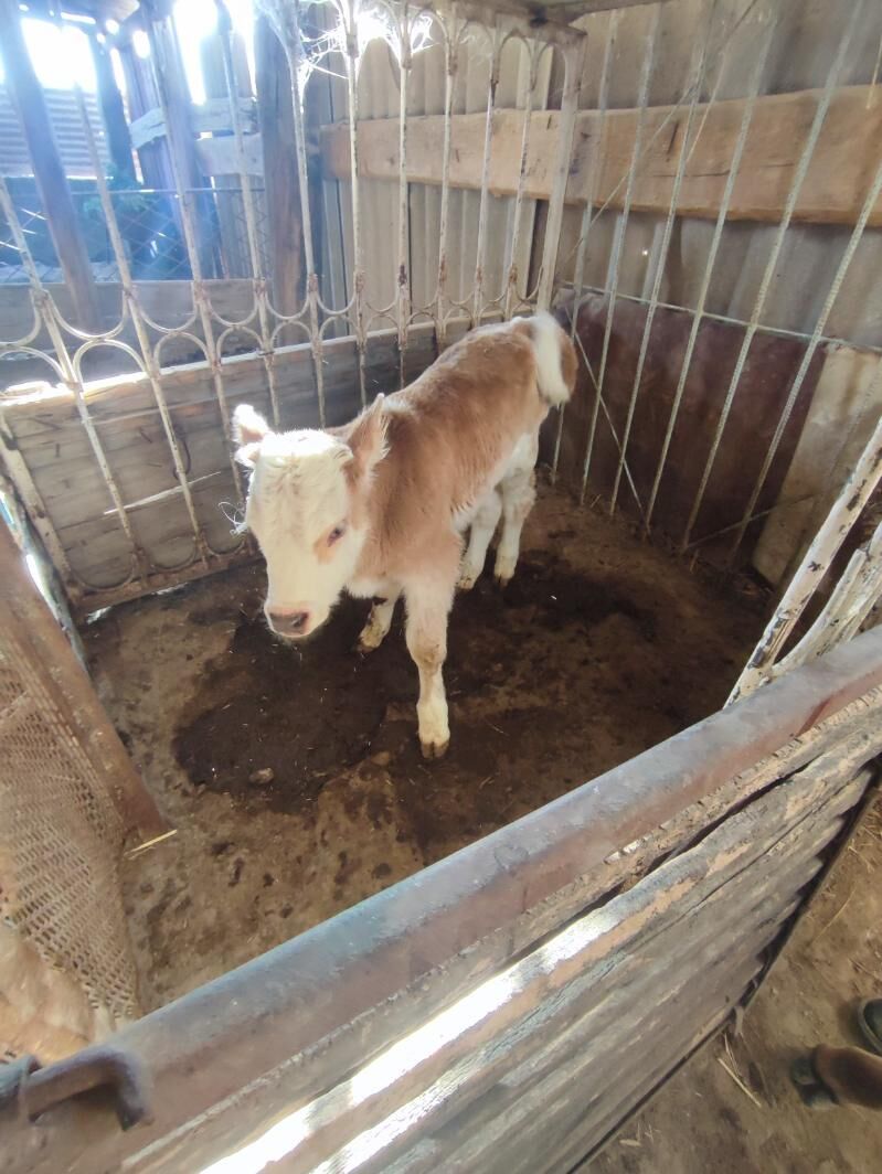 Göleli Sygyr - Кака - img 4