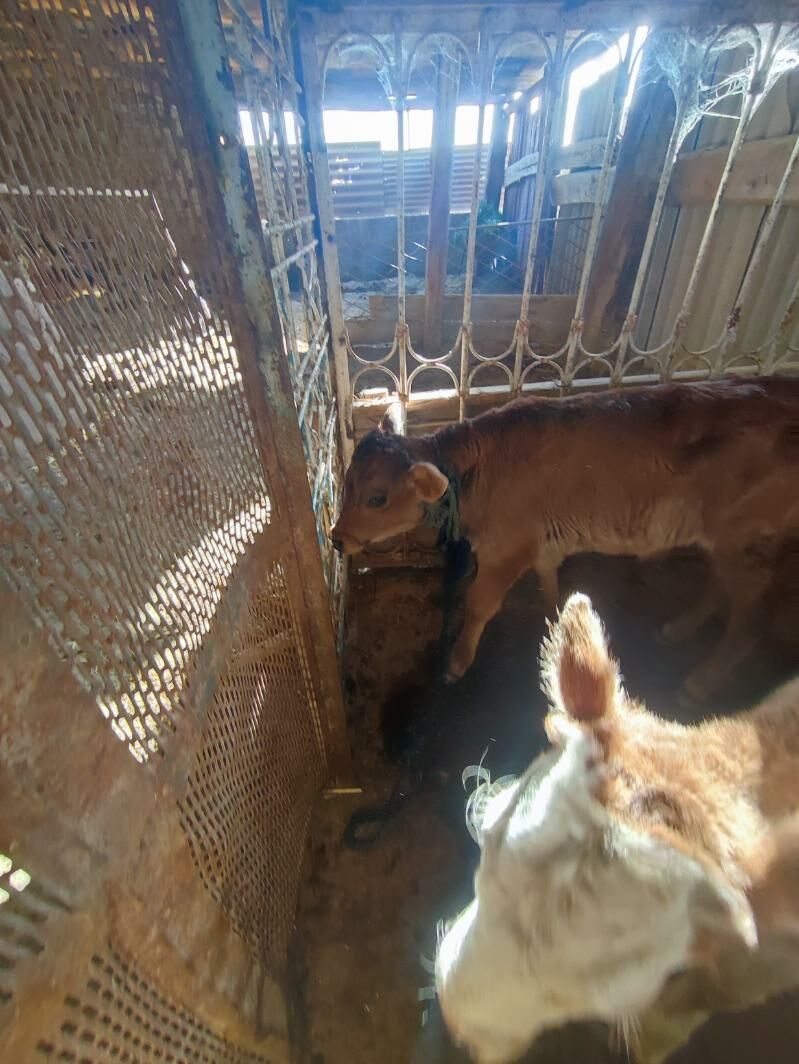 Göleli Sygyr - Кака - img 5