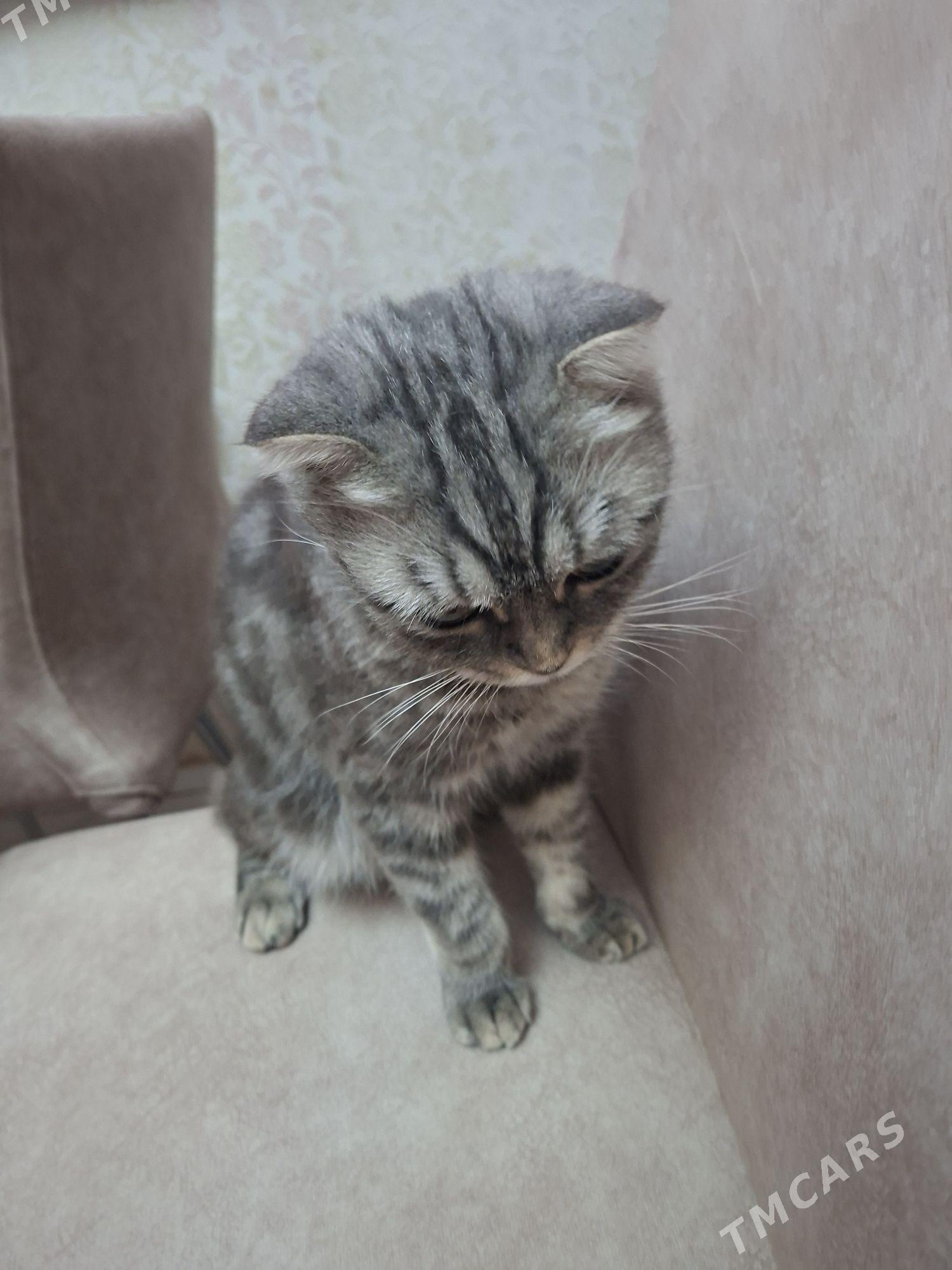 нашли кошку - Aşgabat - img 2