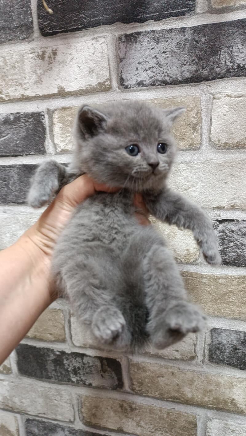 шотландские прямоухие котята - Ашхабад - img 4