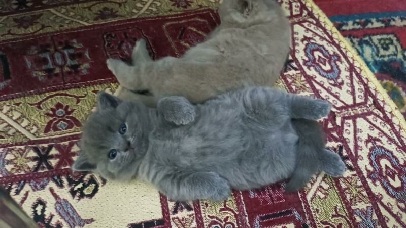 шотландские прямоухие котята - Ашхабад - img 3