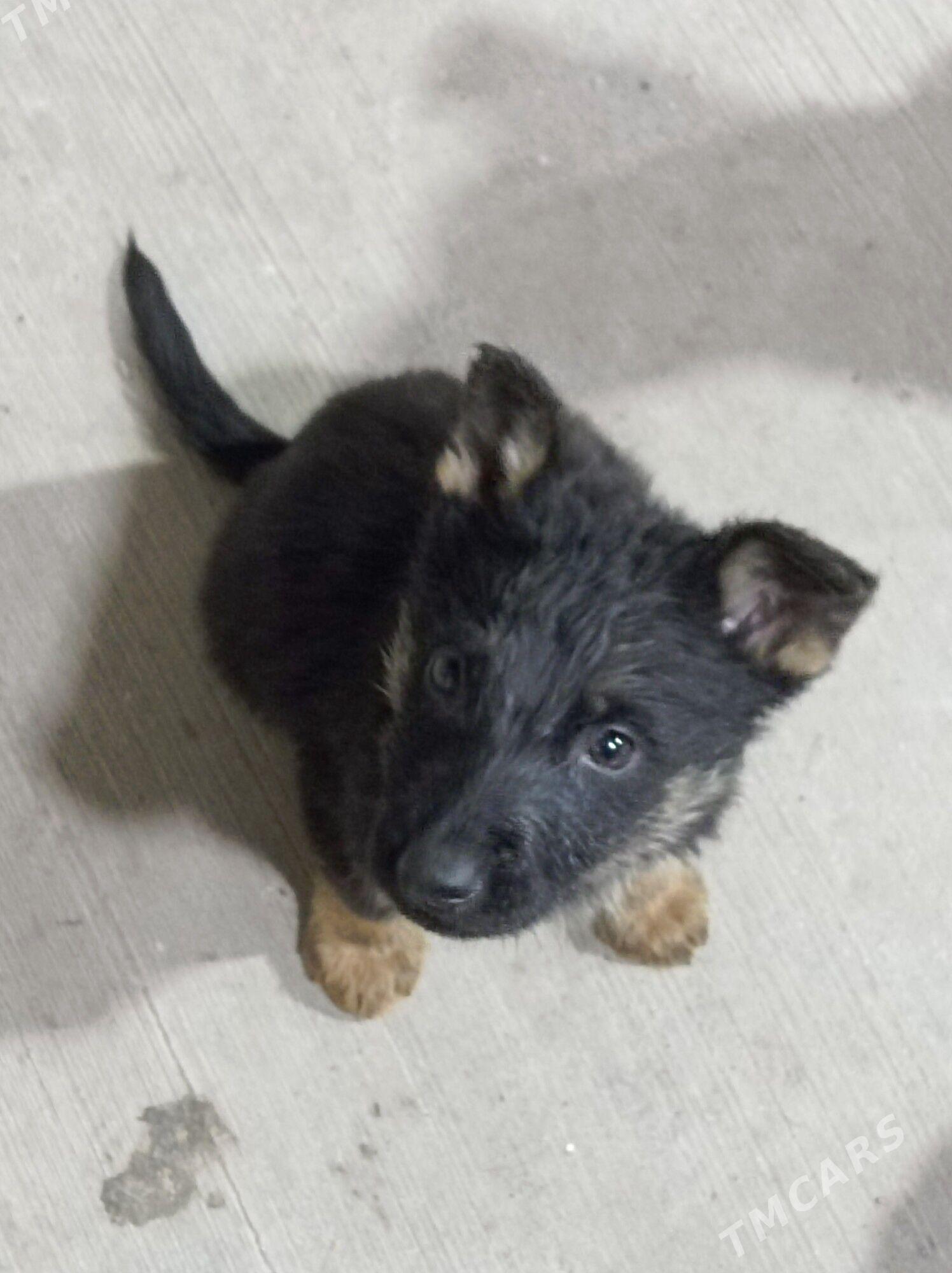 afçarka - Türkmenabat - img 4