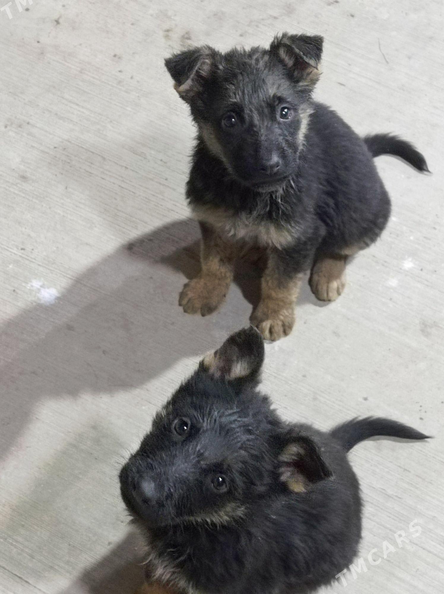 afçarka - Türkmenabat - img 5