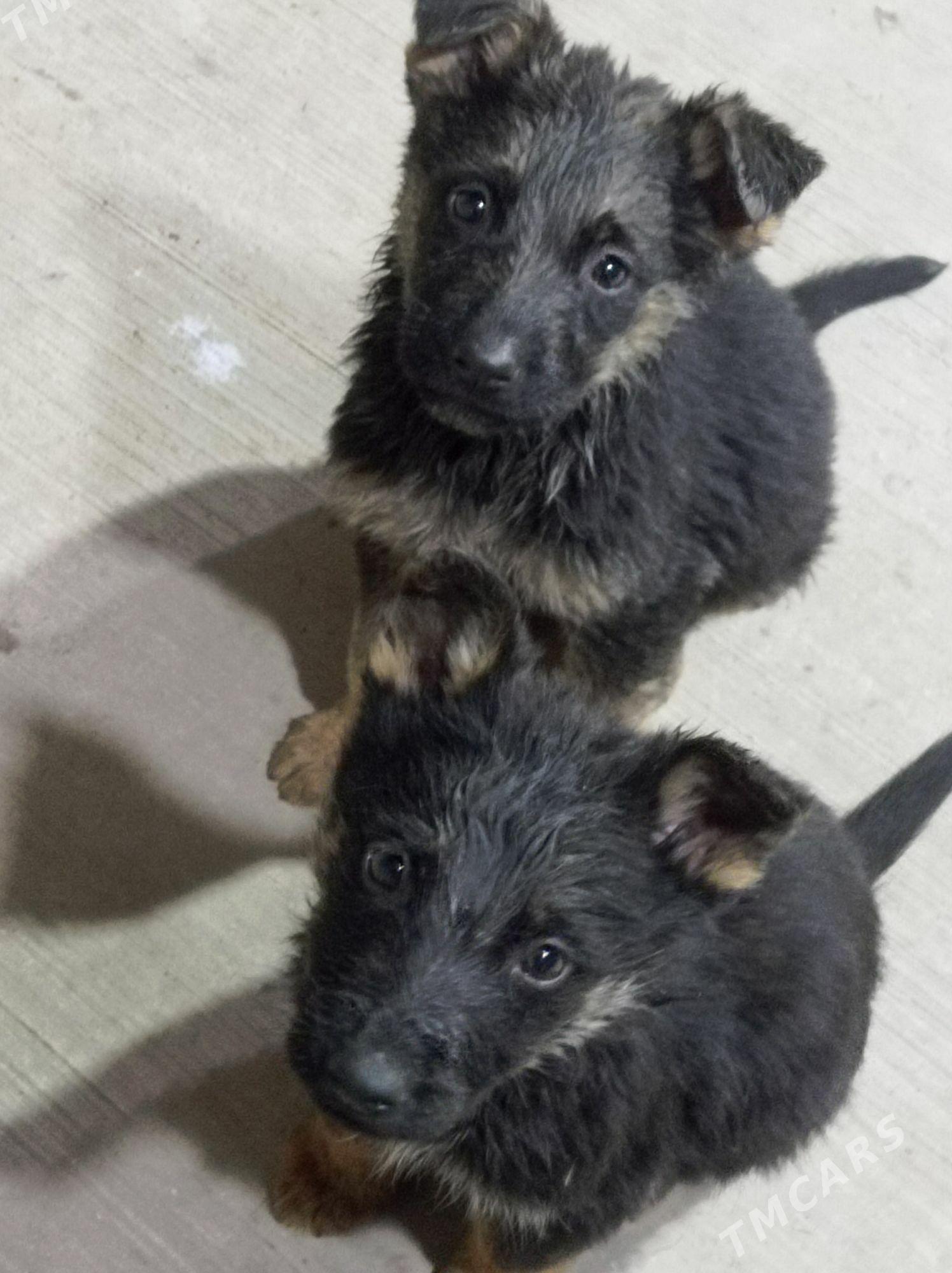 afçarka - Türkmenabat - img 3