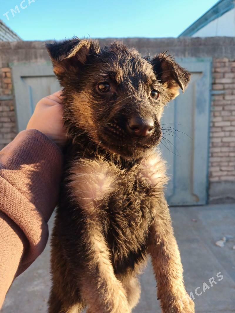 afçarka - Türkmenabat - img 6