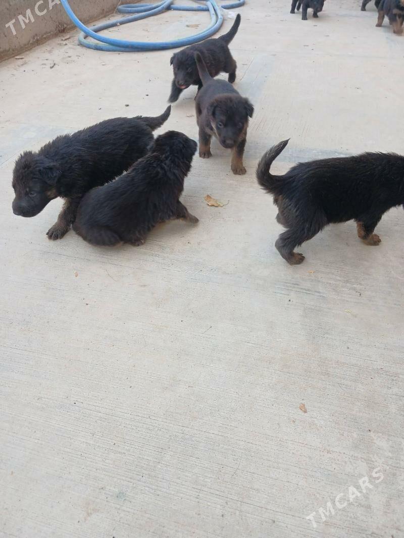 afçarka - Türkmenabat - img 7