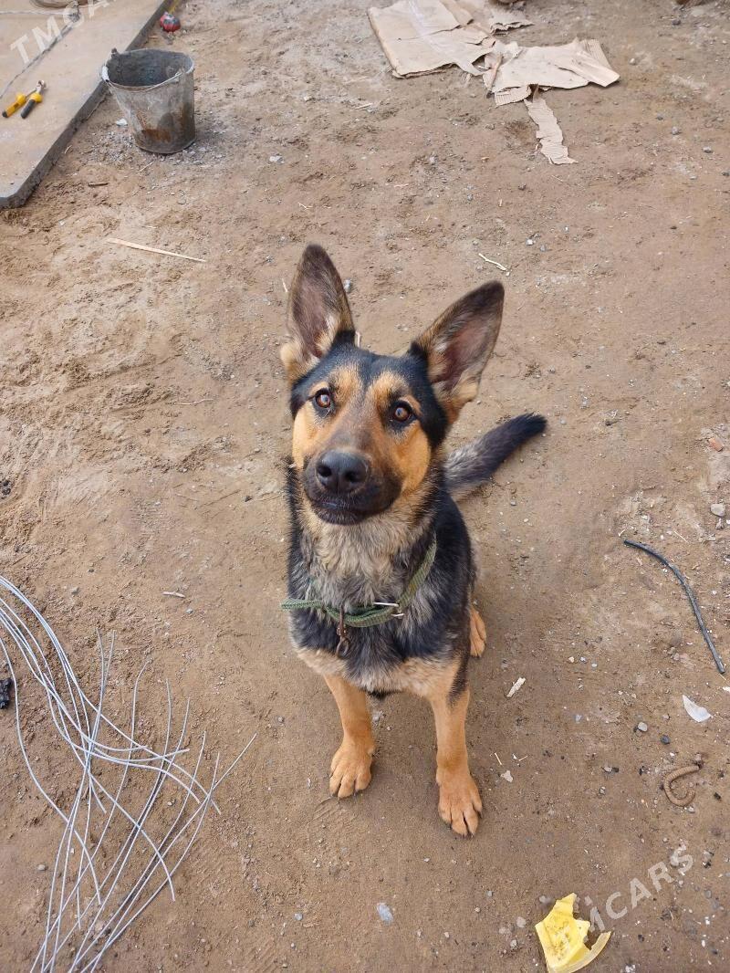 afçarka - Türkmenabat - img 9