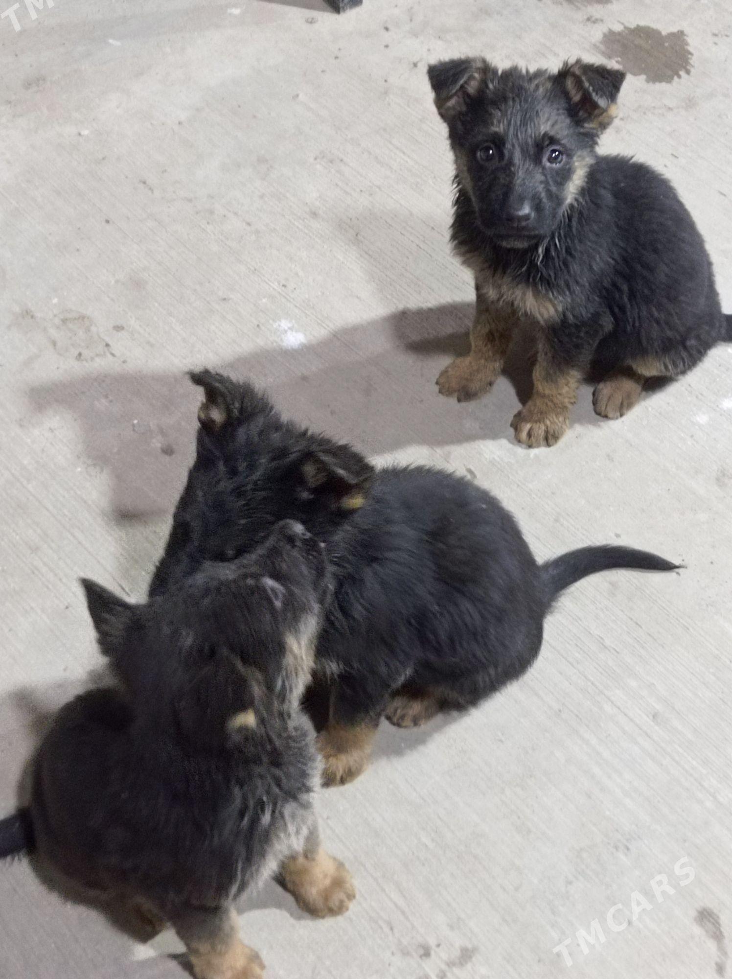 afçarka - Türkmenabat - img 2