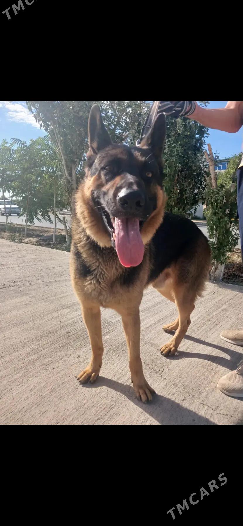 afçarka - Türkmenabat - img 8