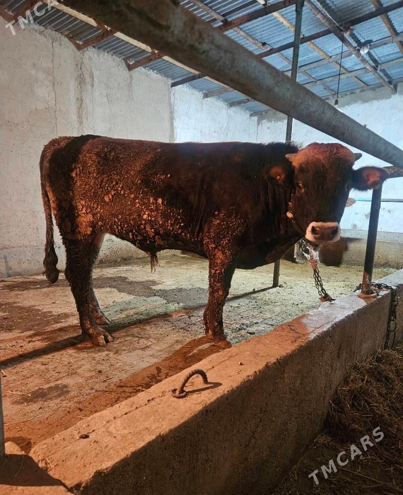 Okuz - Гёкдепе - img 2