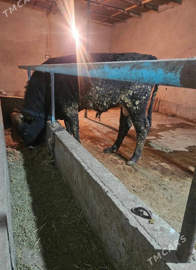 Okuz - Гёкдепе - img 4