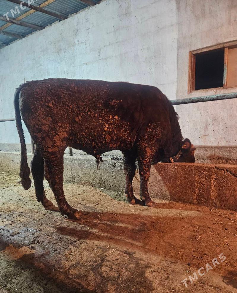 Okuz - Гёкдепе - img 3