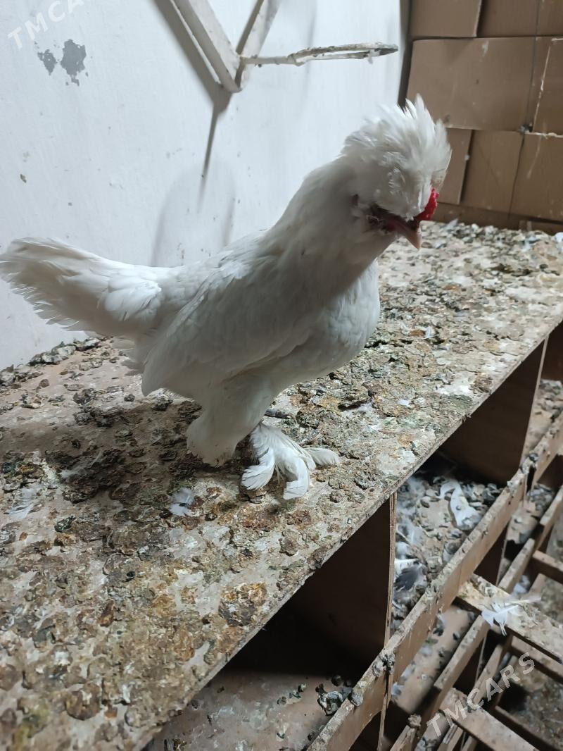 Karlik - Mary - img 2