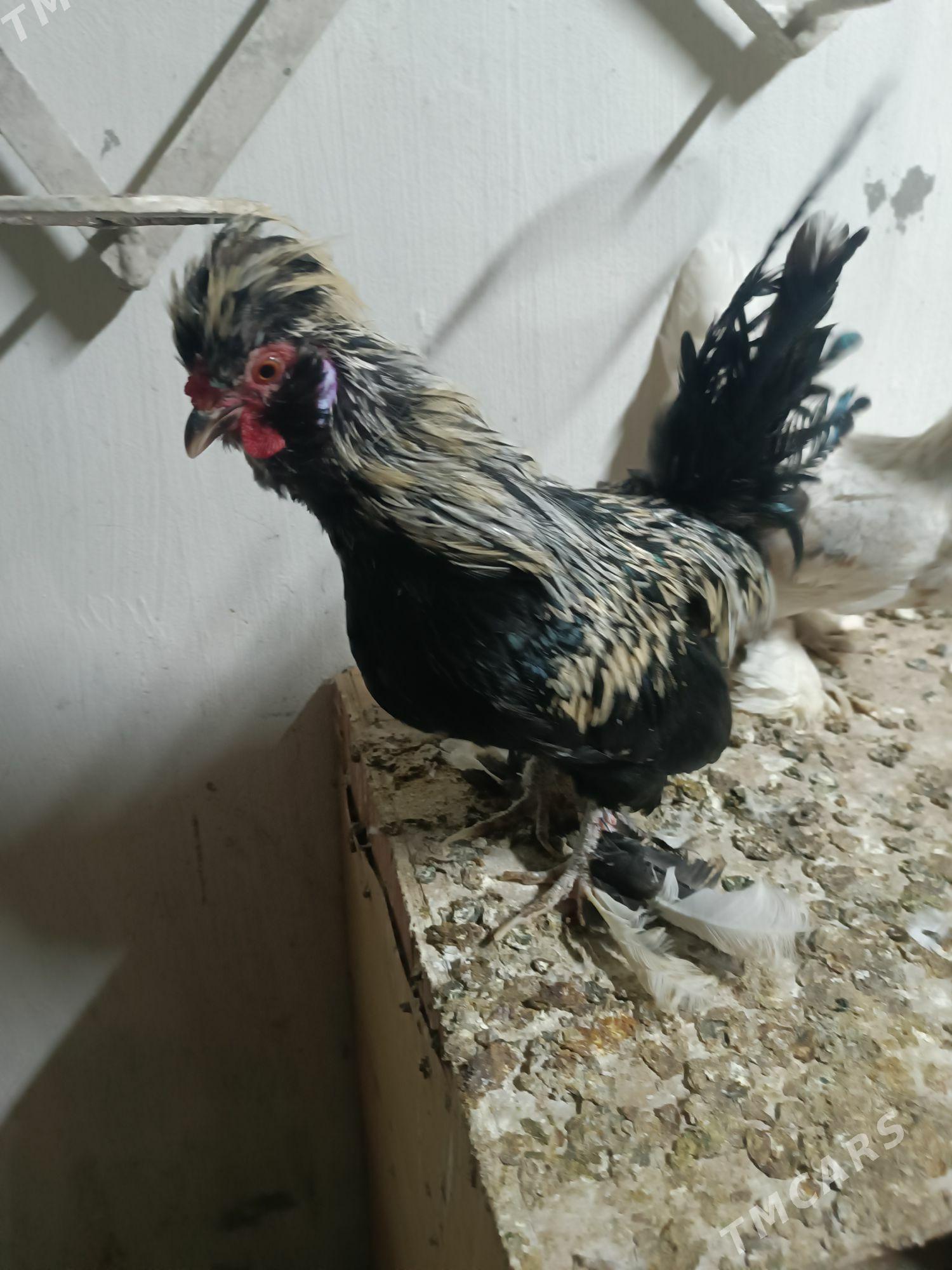 Karlik - Mary - img 4