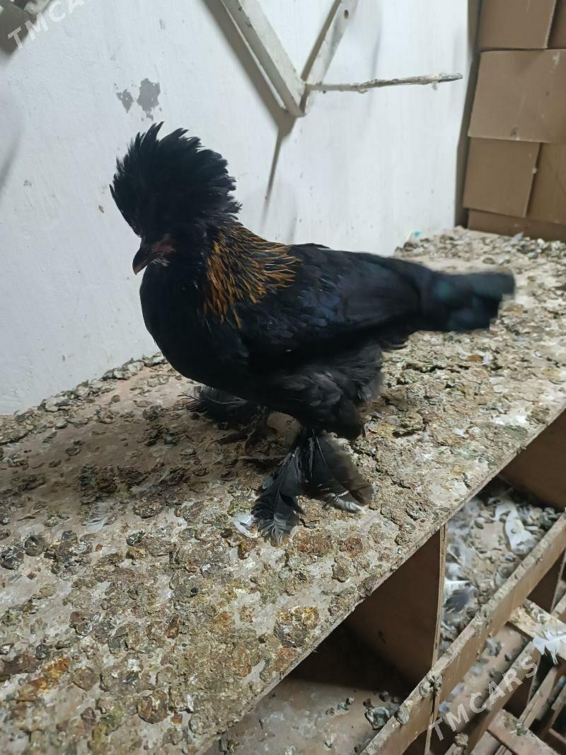 Karlik - Mary - img 1