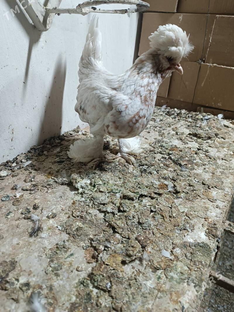 Karlik - Mary - img 3