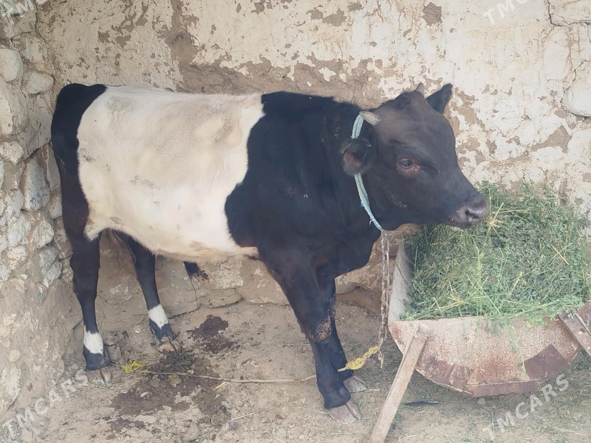 öküz - Gyzylarbat - img 2