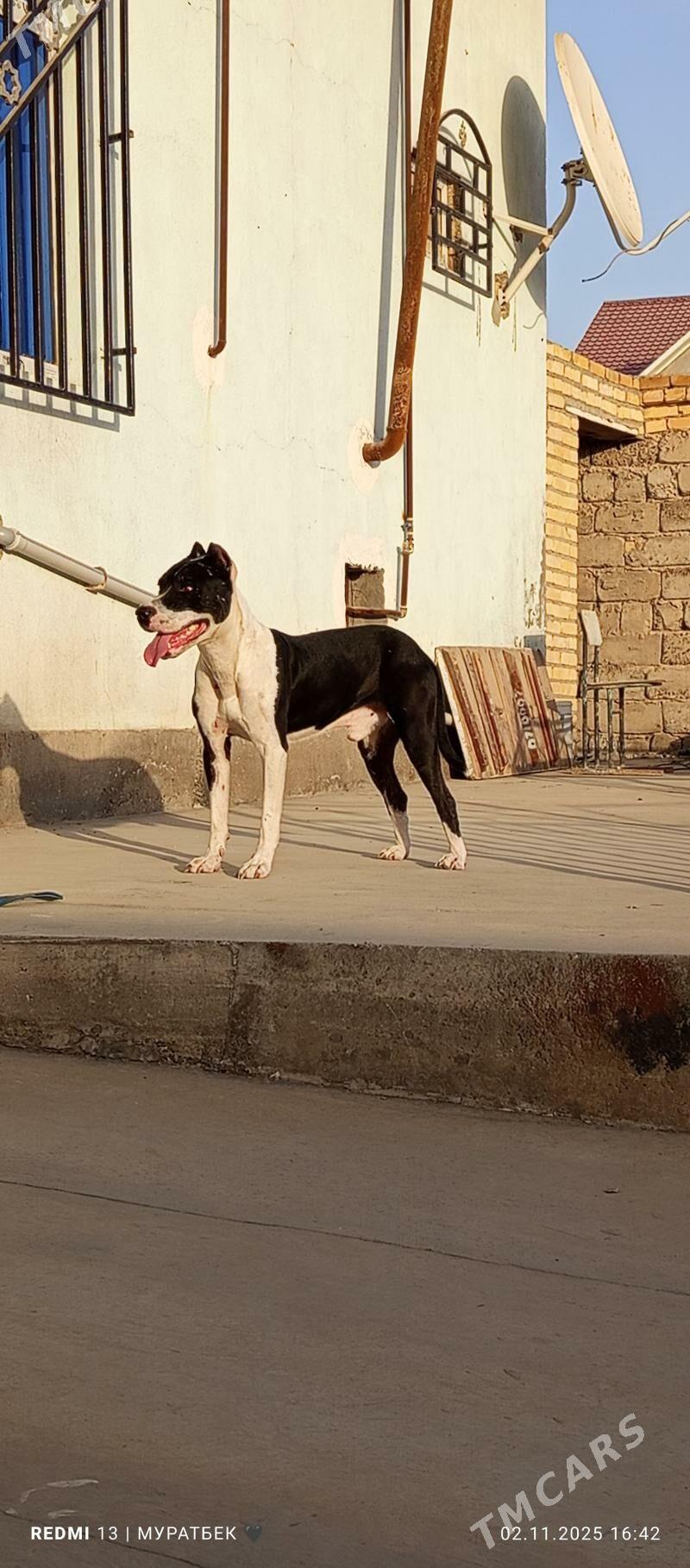 Питбуль - Türkmenabat - img 2