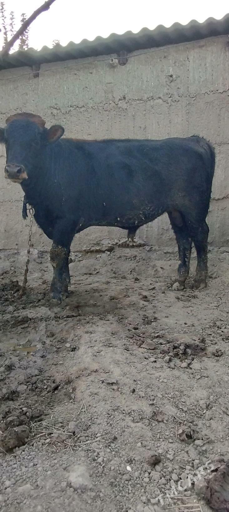 okuz - Анев - img 2