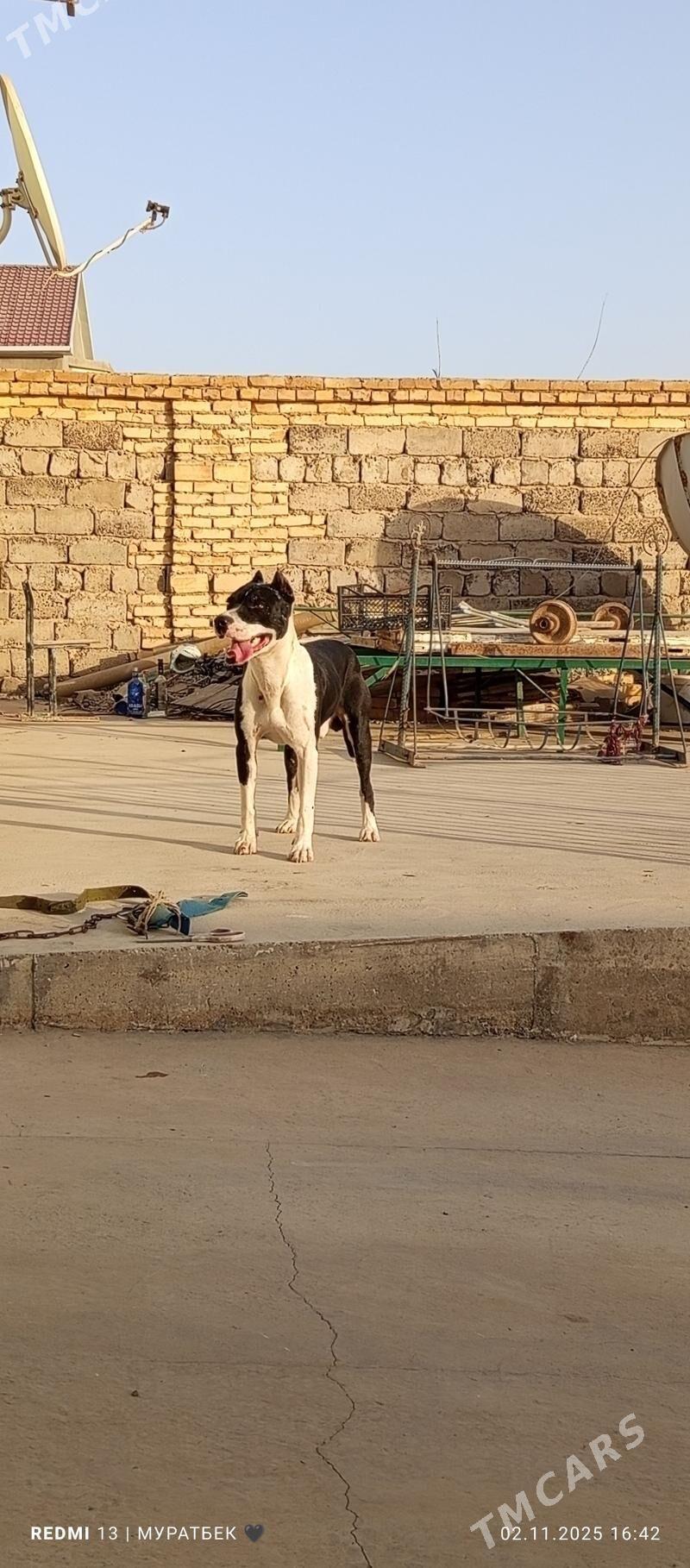 Питбуль - Türkmenabat - img 4
