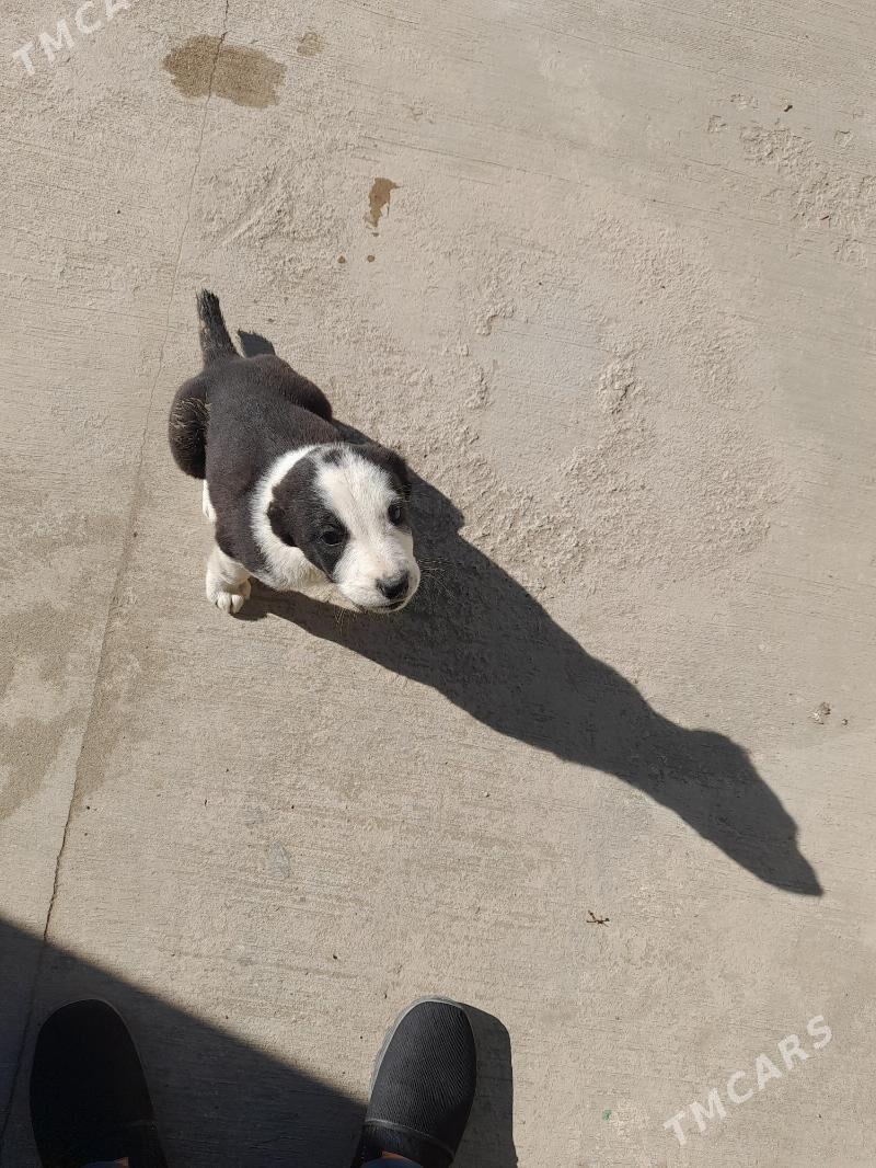 tohum gujukler - Дашогуз - img 3