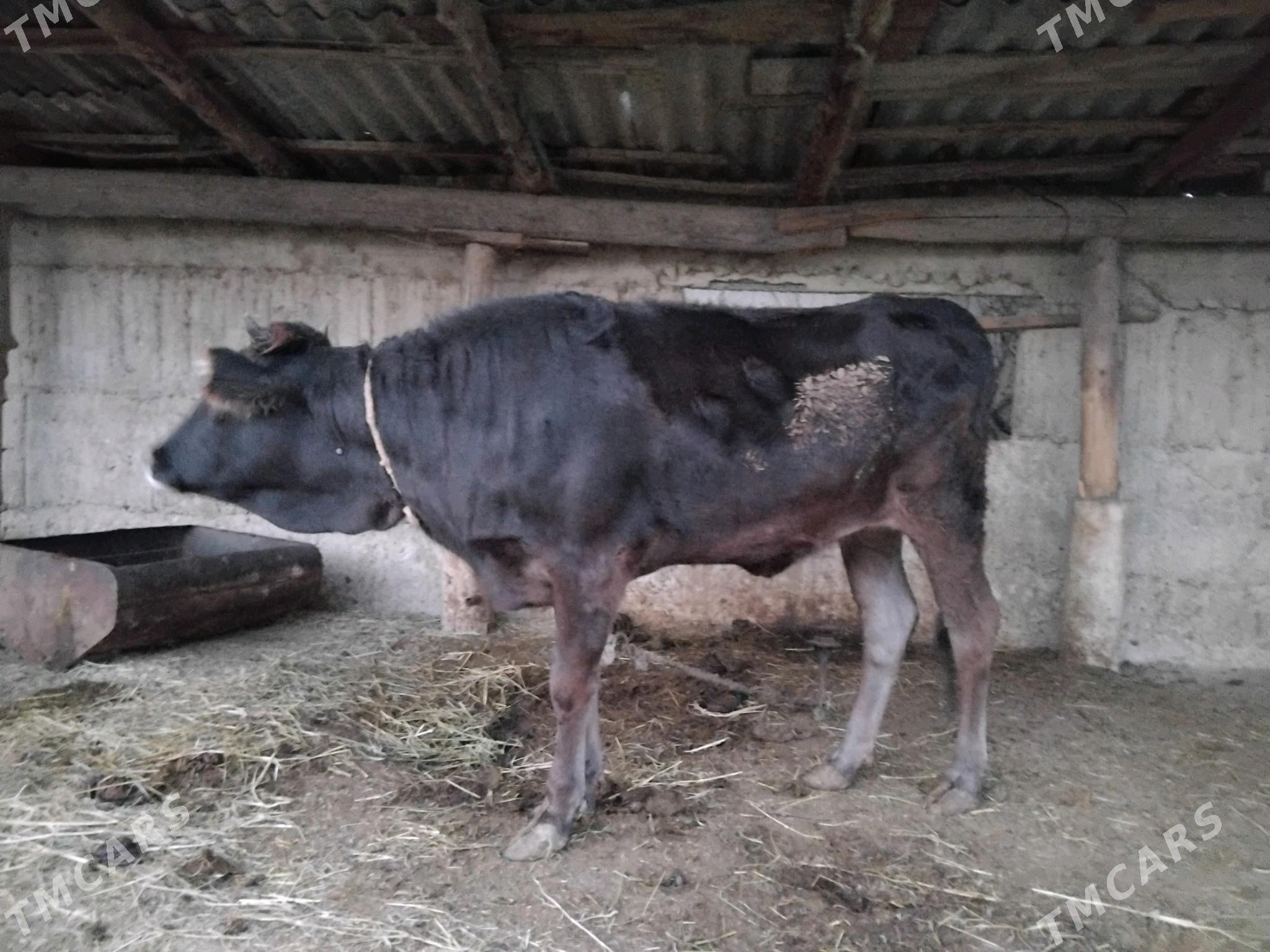 Tuwe - Гёкдепе - img 5