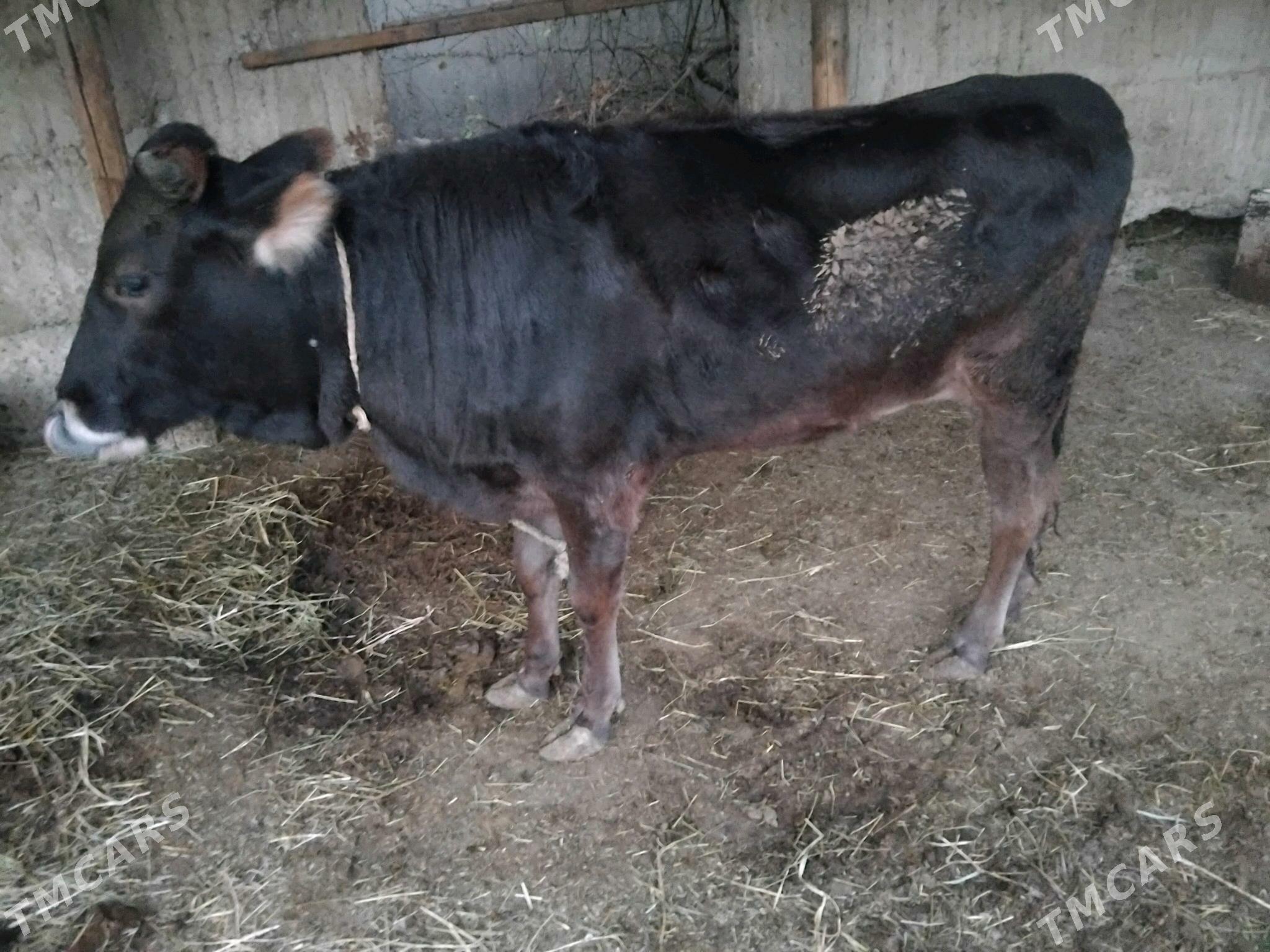 Tuwe - Гёкдепе - img 6