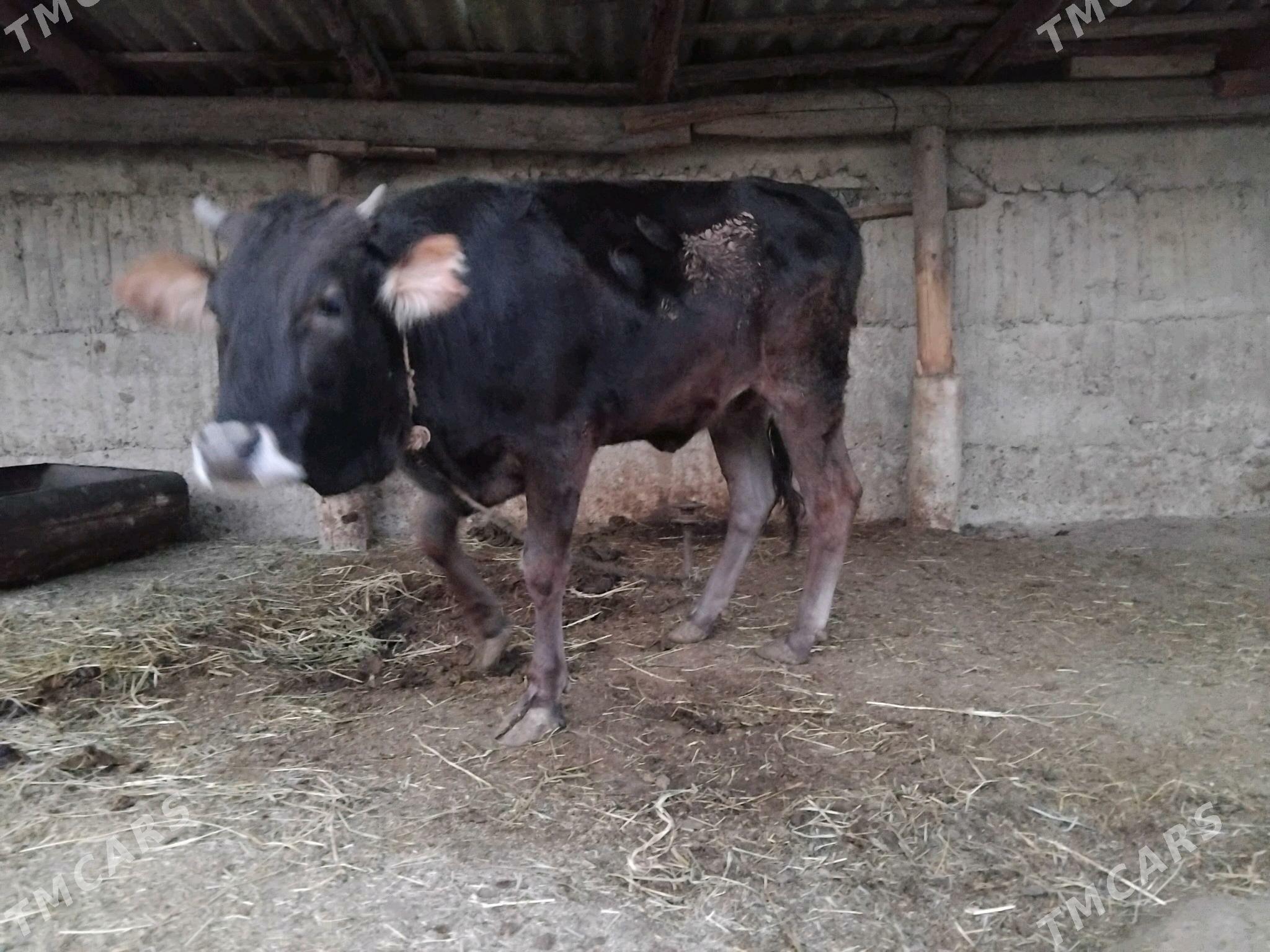 Tuwe - Гёкдепе - img 3