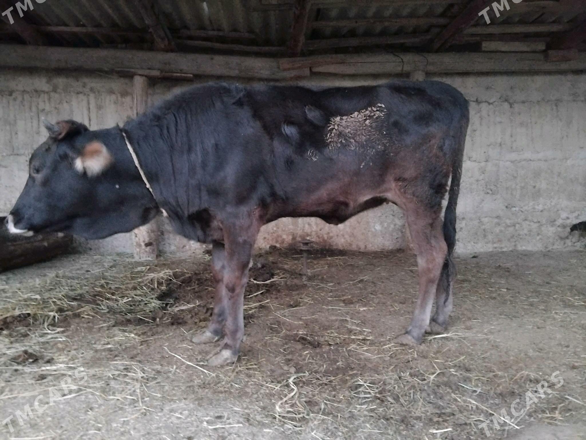 Tuwe - Гёкдепе - img 2