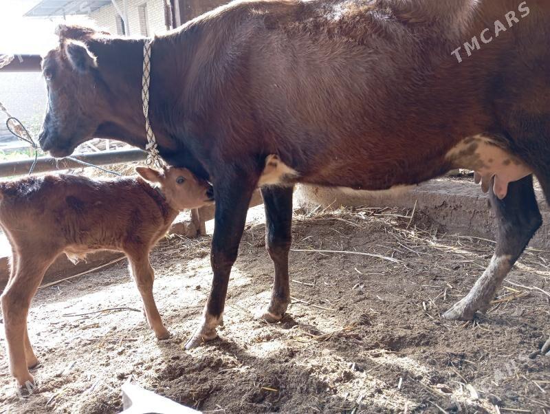 saglyk sygyr - Чарджоу - img 7