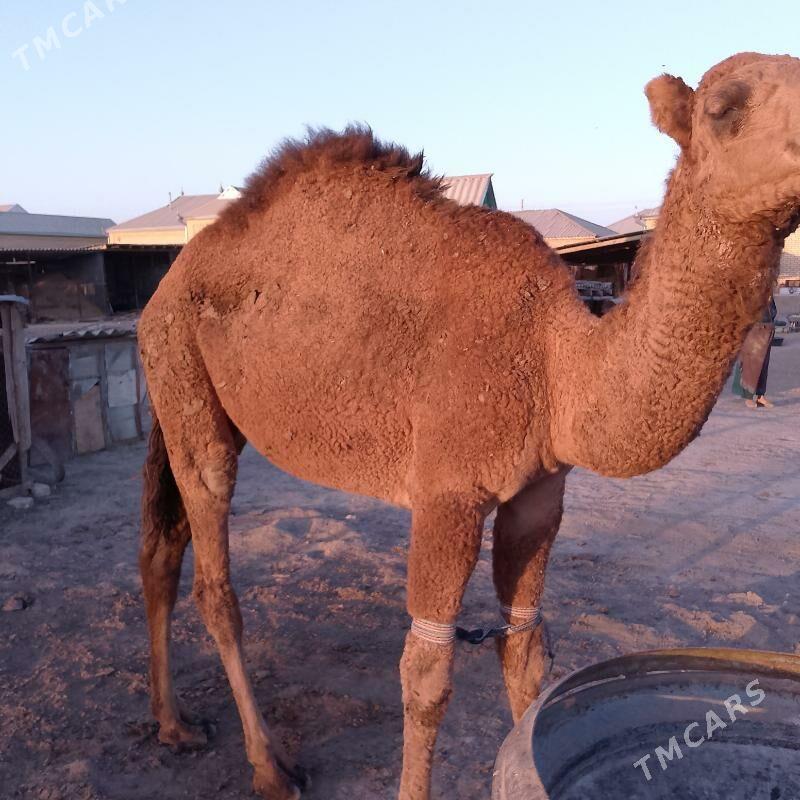 Düýe erkek owsuk. - Сакарчага - img 3