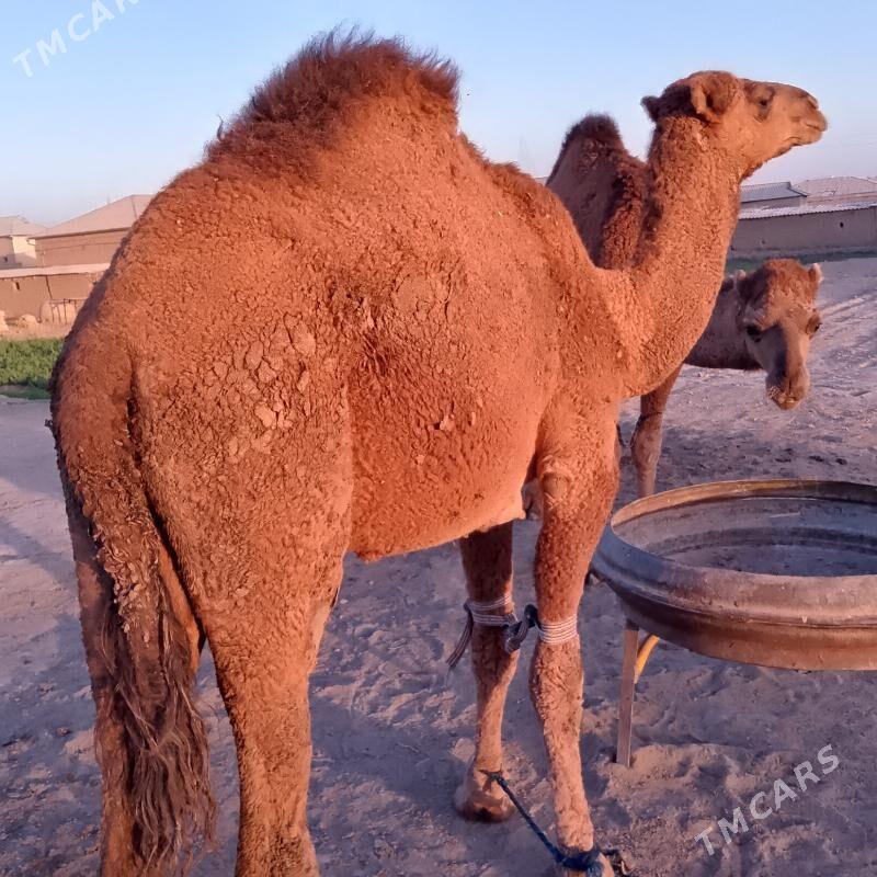 Düýe erkek owsuk. - Сакарчага - img 2