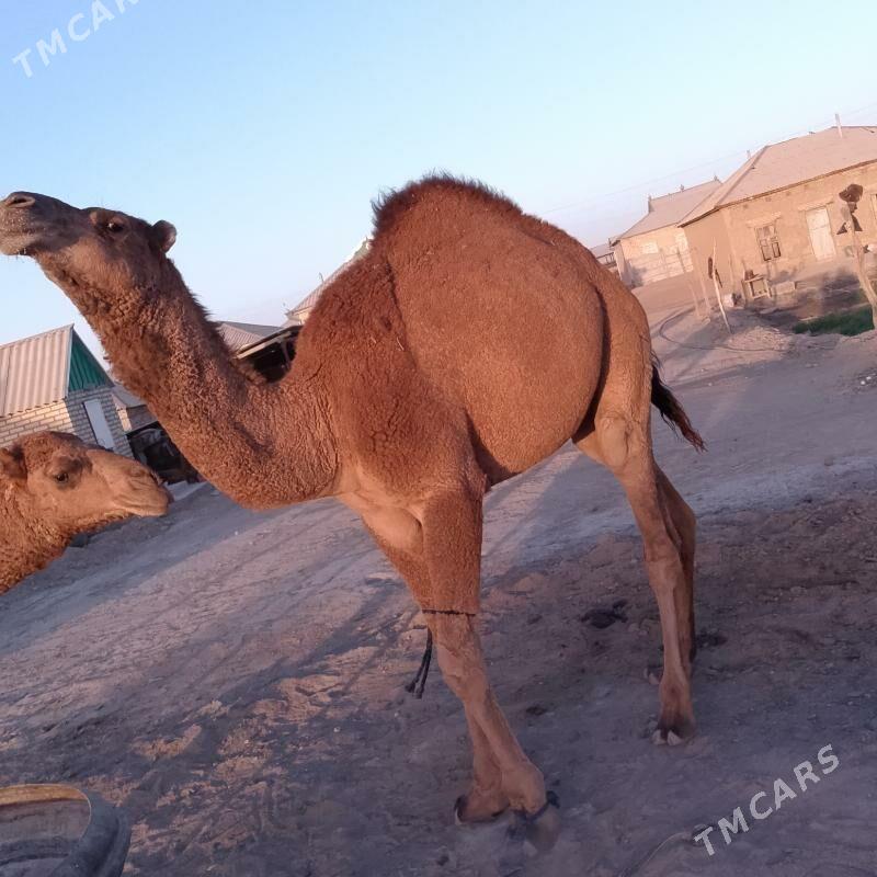 Düýe erkek owsuk. - Сакарчага - img 7