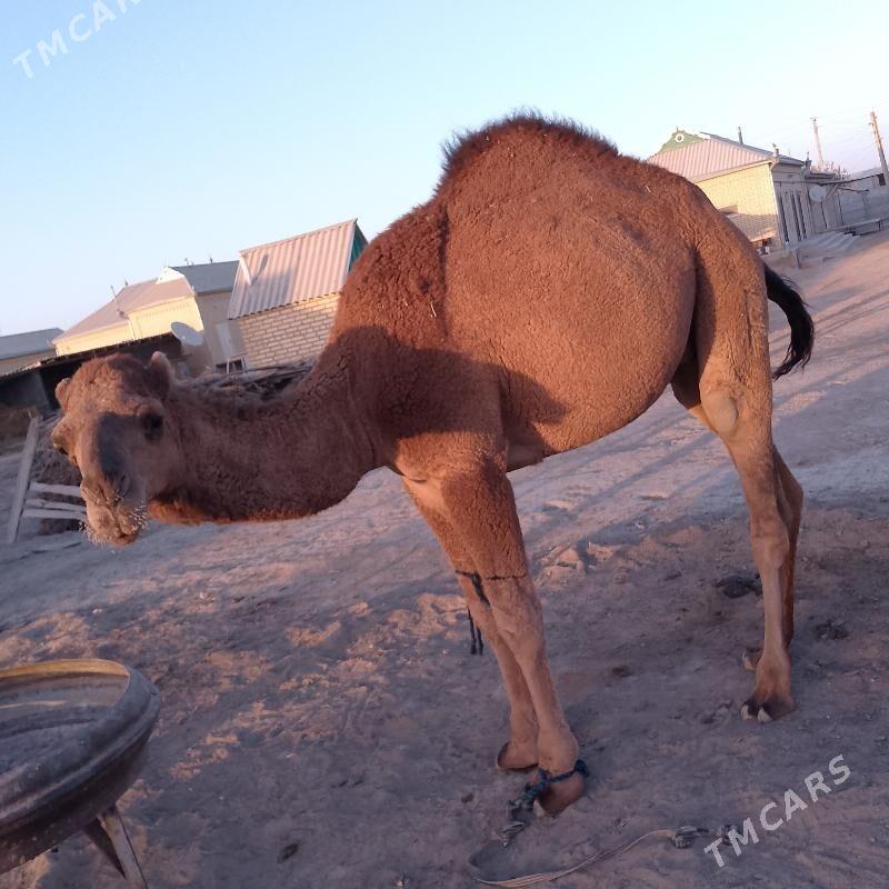 Düýe erkek owsuk. - Сакарчага - img 4