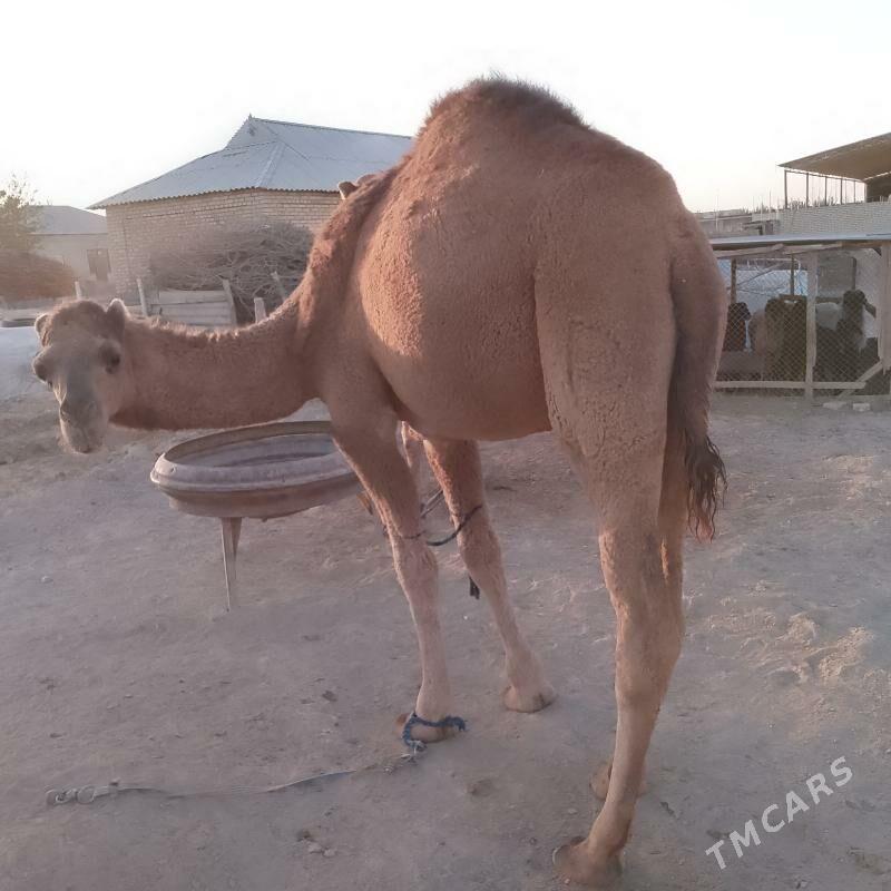 Düýe erkek owsuk. - Сакарчага - img 6