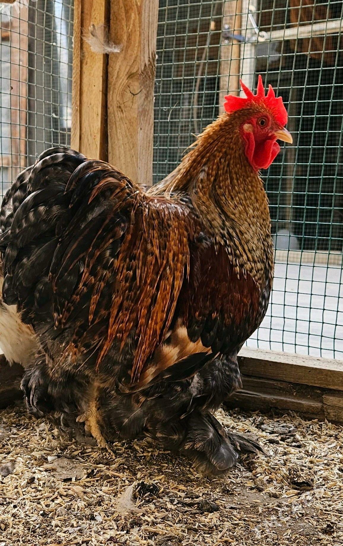 KOHIN KARLIK - Гёкдепе - img 1